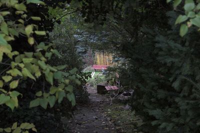 Narrow footpath leading towards garden