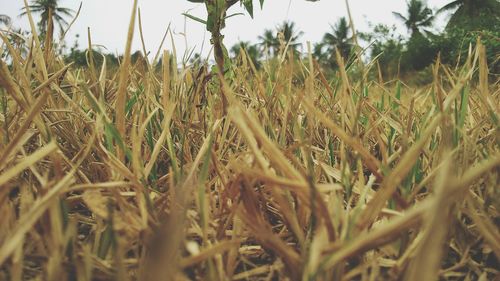 Crop growing in field