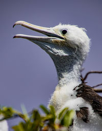 Close-up of a bird