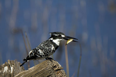 Close-up of bird perching on wood against lake