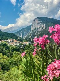 Close-up of pink flowering plants by mountains against sky