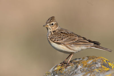 Close-up of bird perching