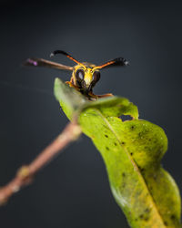 Paper wasp resting on a leaf