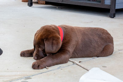 Close-up of a dog sleeping on footpath
