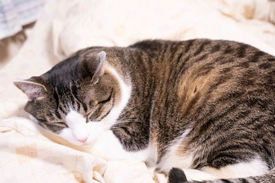 Close-up of cat resting on bed