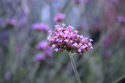 Close-up of pink flowers