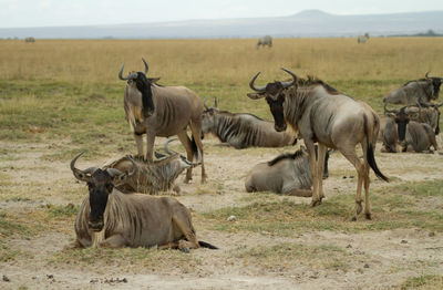 Wildebeest posing in a field