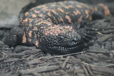 Close-up of lizard