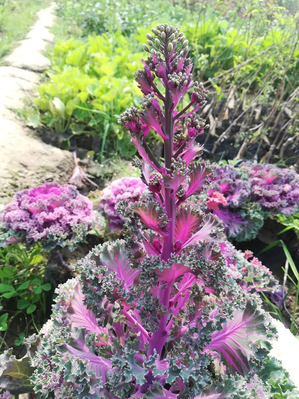 CLOSE-UP OF FRESH PINK FLOWERING PLANT