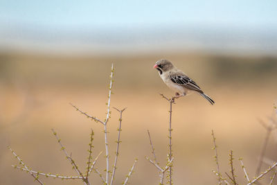 Close-up of bird perching on a plant