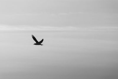 Low angle view of seagull flying in sky
