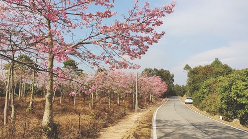 View of cherry blossom trees along road