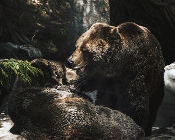 Two grizzly bears play fighting in a snowy forest hollow