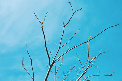 Low angle view of bare tree against blue sky
