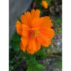 Close-up of orange marigold blooming outdoors