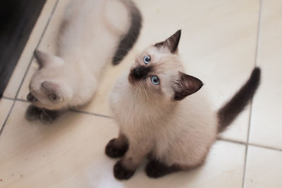 High angle view of cat relaxing on floor