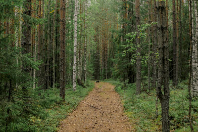 View of pine trees in forest