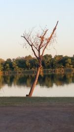 Bare tree by lake against clear sky