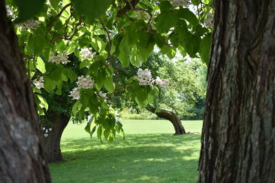 Trees and plants on field