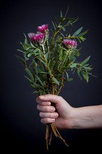 Close-up of hand holding plant over black background