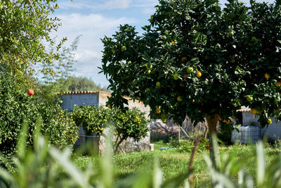 Trees and plants growing on field by building