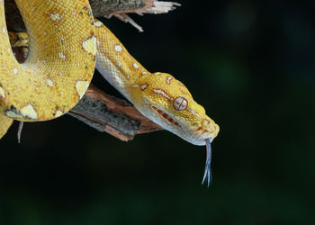 Close-up of snake