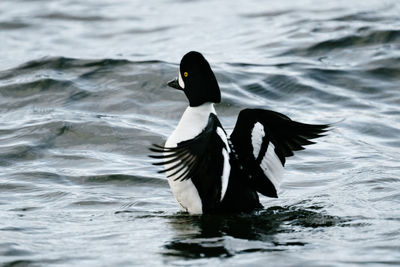 Close-up of bird flying over lake