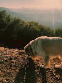 View of horse on field against sky