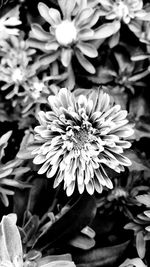 Close-up of fresh flowers