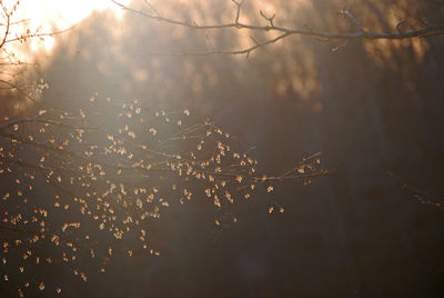Close-up of plants against sky