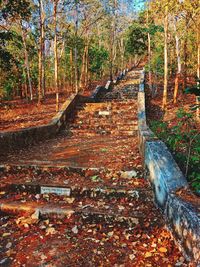 Sunlight falling on leaves in forest
