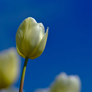 Close-up of blue rose flower against sky