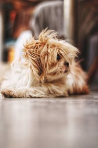 Close-up of dog relaxing on floor