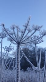 Close-up of frozen plants against sky