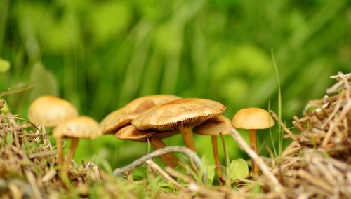 Close-up of mushroom growing on field