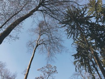 Low angle view of trees