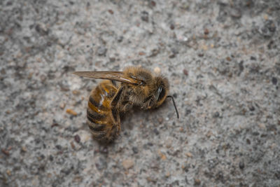 High angle view of death bee