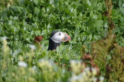 View of bird on plants