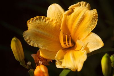 Close-up of yellow flower