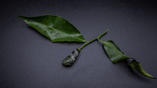 Close-up of green leaves on table against black background