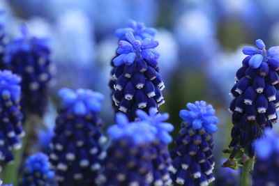 Close-up of purple flowering plant