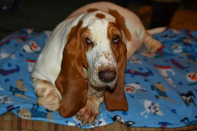 Close-up portrait of dog resting on bed