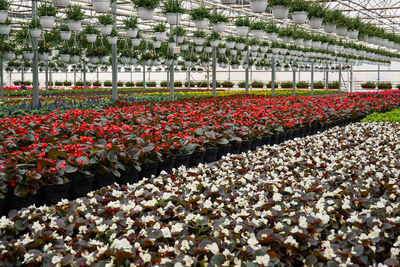 Red flowering plants in greenhouse