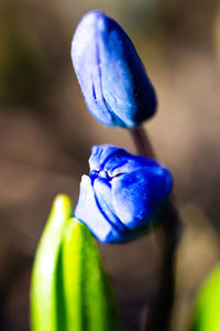 Close-up of purple blue flower