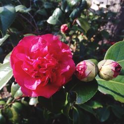 Close-up of pink roses blooming outdoors