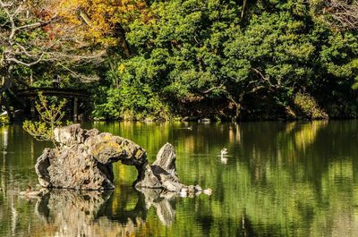 Reflection of trees in lake