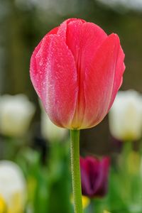Close-up of red tulip
