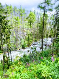 Scenic view of waterfall in forest