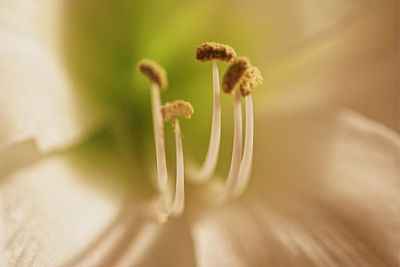 Close-up of flowering plant