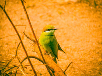 Bird perching on a plant